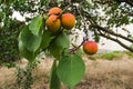 Apricot, garden, ripe, agriculture, apricots, branch, closeup Royalty Free Stock Photo