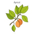 Apricot Hand drawn branch