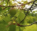 Apricot that has not ripened