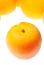 Apricot isolated Royalty Free Stock Photo