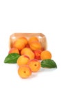 Apricot