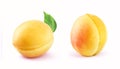 apricot isolated white background Royalty Free Stock Photo