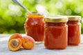 Apricot jam in glass jars with fresh fruit Royalty Free Stock Photo