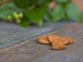 Apricot Kernels on wooden table with greenery Royalty Free Stock Photo