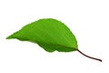 Apricot leaf isolated on a white background Royalty Free Stock Photo
