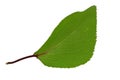 Apricot leaf isolated on a white background Royalty Free Stock Photo