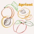 Apricot line art hand-drawn multicolor modern vector illustration. Colorful line art summer fruit design