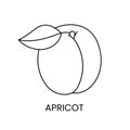 Apricot line icon in vector, fruit illustration