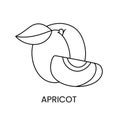 Apricot line icon in vector, fruit illustration