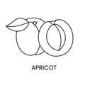 Apricot line icon in vector, fruit illustration