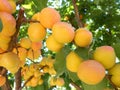 Apricot natural
