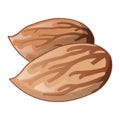 Apricot nut icon, cartoon style Royalty Free Stock Photo