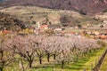 Apricot orchard against church in Spitz village in Wachau, Austria