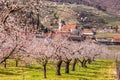 Apricot orchard against church in Spitz village in Wachau, Austria