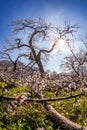 Apricot orchard in bloom against blue sky in Wachau valley, Austria