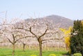 Apricot orchard in bloom in front of wineyard