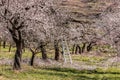 Apricot orchard in bloom in Wachau, Austria