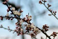 Blossoming apricot tree in macro