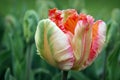 Apricot parrot tulip Royalty Free Stock Photo