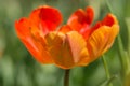 Apricot Parrot tulip