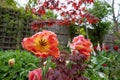 Apricot Parrot tulips amongst other plants, shrubs and greenery in a slightly neglected, messy, overgrown suburban garden.