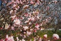 Apricot or peach branch with flowers in spring bloom. Pink purple spring flowers. Prunus armeniaca flowers with five