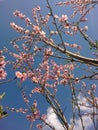 Apricot pink flowers warm spring