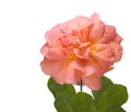 Apricot pink rose flower isolated on white