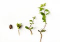 Apricot pit germination stages. Development stages of a tree sprout isolated on a white background. The concept of