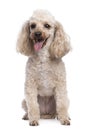 Apricot Poodle panting (5 years old)