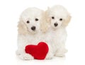 Poodle puppies with red Valentine heart Royalty Free Stock Photo