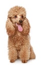 Apricot poodle puppy Royalty Free Stock Photo