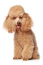 Apricot poodle puppy Royalty Free Stock Photo