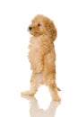 Apricot Poodle puppy Royalty Free Stock Photo