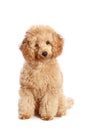 Apricot poodle puppy Royalty Free Stock Photo