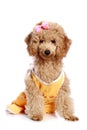 Apricot poodle puppy Royalty Free Stock Photo