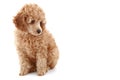 Apricot poodle puppy with photoflash Royalty Free Stock Photo