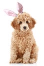 Apricot poodle puppy in rabbit ears Royalty Free Stock Photo