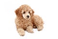 Apricot poodle puppy series