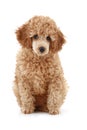 Apricot poodle puppy series Royalty Free Stock Photo