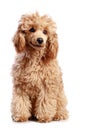 Apricot poodle puppy on white background Royalty Free Stock Photo