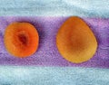 Apricot, Prunus armeniaca