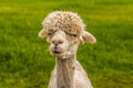 An apricot recently sheared Alpaca in Charnwood Forest Royalty Free Stock Photo