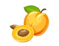 Apricot. Ripe juicy fruit with nut and leaf