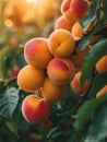 Juicy apricot with velvety skin glows in morning light, exuding vibrant allure, Ai Generated