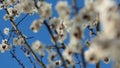 Apricot sakura close-up bloom blossom spring flowers branch garden fertilization bumblebee