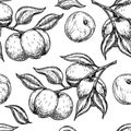 Apricot seamless pattern. Hand drawn fruit, branch and sliced pieces