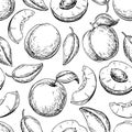 Apricot seamless pattern. Vector drawing . Hand drawn fruit