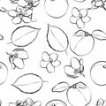 Black and white apricot seamless pattern. Vector drawing. Hand drawn fruit, branch and sliced pieces. Summer food Royalty Free Stock Photo