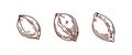 Apricot seed, fruit kernel, pit core set. Outlined engraved drawing in vintage retro detailed style. Hand-drawn